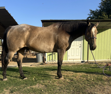 HorseID: 2303190 Seven - PhotoID: 1085780