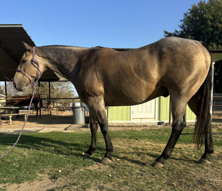 HorseID: 2303190 Seven - PhotoID: 1085781