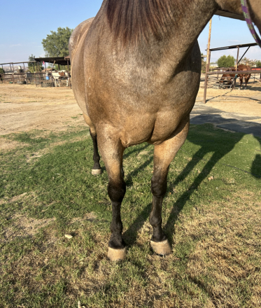 HorseID: 2303190 Seven - PhotoID: 1085782