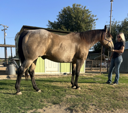 HorseID: 2303190 Seven - PhotoID: 1085783