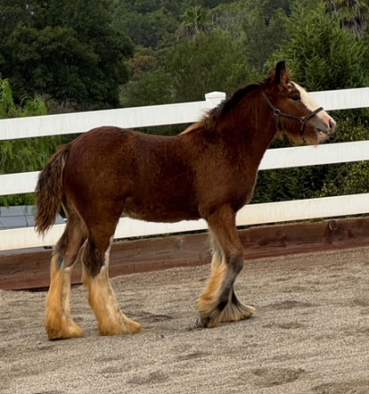 HorseID: 2303194 La Reina's Sweet Molasses - PhotoID: 1085796