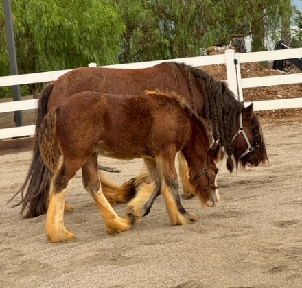 HorseID: 2303194 La Reina's Sweet Molasses - PhotoID: 1085797