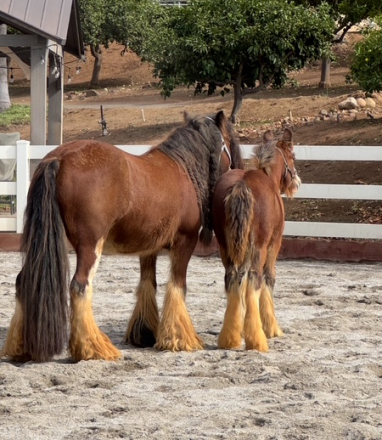 HorseID: 2303194 La Reina's Sweet Molasses - PhotoID: 1085798