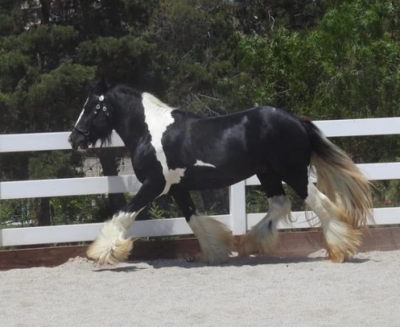 HorseID: 2303194 La Reina's Sweet Molasses - PhotoID: 1085799