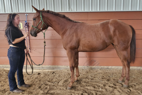 HorseID: 2303334 Sail On Kid - PhotoID: 1106142