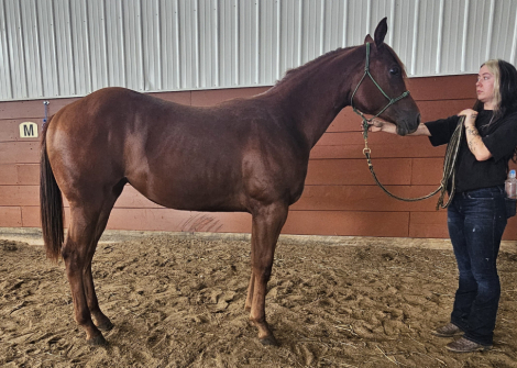 HorseID: 2303334 Sail On Kid - PhotoID: 1106143