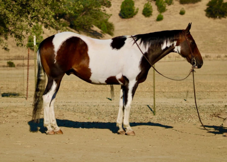 HorseID: 2303589 PICASSO - PhotoID: 1099066