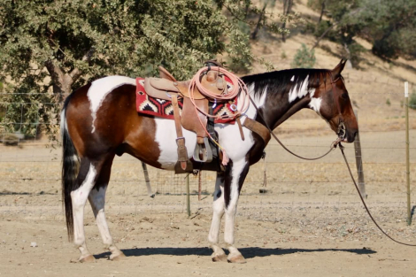 HorseID: 2303589 PICASSO - PhotoID: 1099067