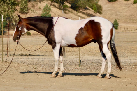 HorseID: 2303589 PICASSO - PhotoID: 1099068