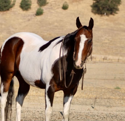 HorseID: 2303589 PICASSO - PhotoID: 1099069