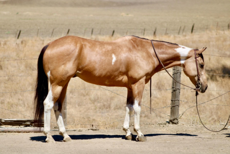 HorseID: 2303597 COWBOY - PhotoID: 1099863