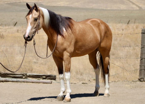 HorseID: 2303597 COWBOY - PhotoID: 1099864