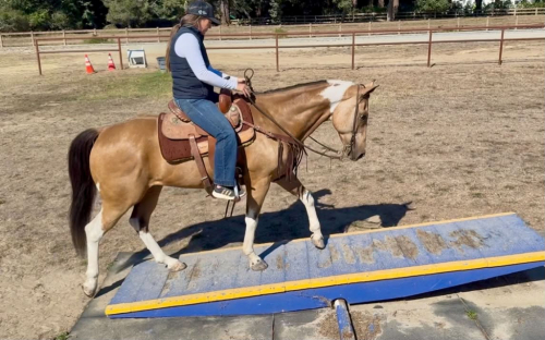 HorseID: 2303597 COWBOY - PhotoID: 1099865