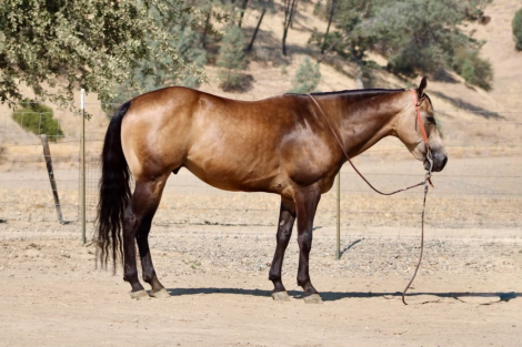 HorseID: 2303601 ARNOLD PALMER - PhotoID: 1101076