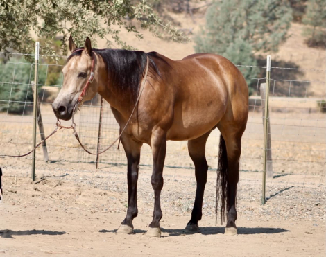 HorseID: 2303601 ARNOLD PALMER - PhotoID: 1101077