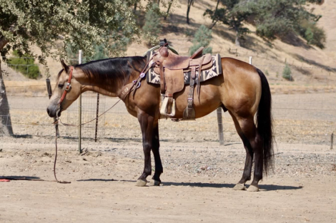 HorseID: 2303601 ARNOLD PALMER - PhotoID: 1101078