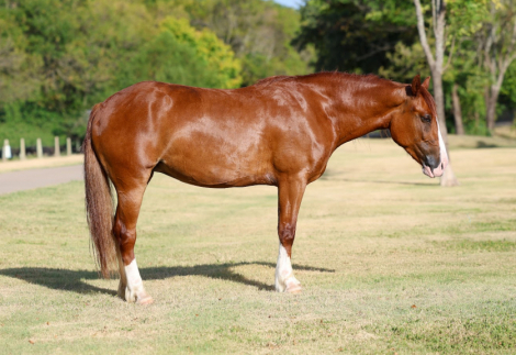 HorseID: 2303899 ROSALEE - PhotoID: 1099870