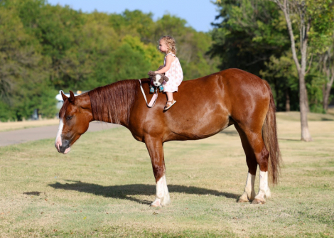 HorseID: 2303899 ROSALEE - PhotoID: 1099871