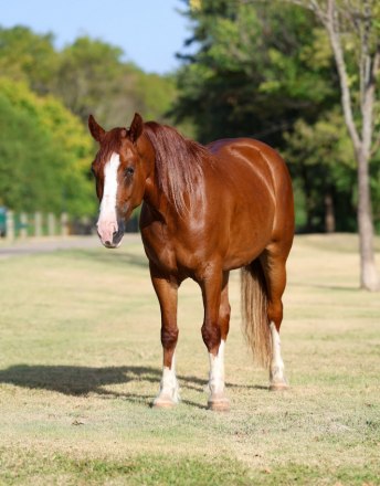HorseID: 2303899 ROSALEE - PhotoID: 1105536