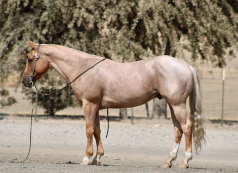 HorseID: 2303914 1ST EDITION - PhotoID: 1099083