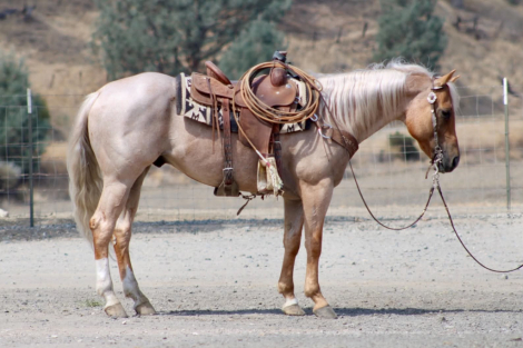 HorseID: 2303914 1ST EDITION - PhotoID: 1099084