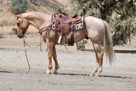 HorseID: 2303914 1ST EDITION - PhotoID: 1099085