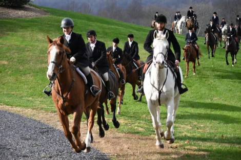 HorseID: 2304310 Da Grey - PhotoID: 1106339