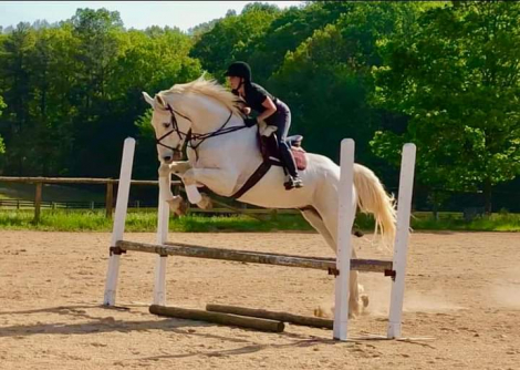 HorseID: 2304310 Da Grey - PhotoID: 1106340