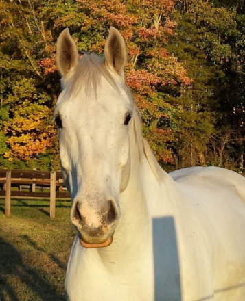 HorseID: 2304310 Da Grey - PhotoID: 1106342