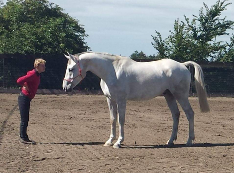HorseID: 2304310 Da Grey - PhotoID: 1106343