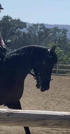 HorseID: 2304482 Tenaya - PhotoID: 1105708