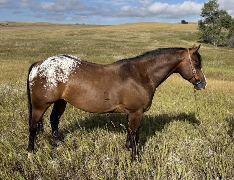 HorseID: 2304705 THE MILK MAN - PhotoID: 1099086