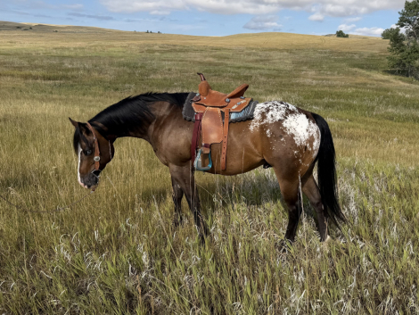 HorseID: 2304705 THE MILK MAN - PhotoID: 1099087