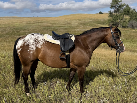 HorseID: 2304705 THE MILK MAN - PhotoID: 1099088