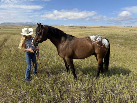 HorseID: 2304705 THE MILK MAN - PhotoID: 1099089