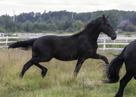 HorseID: 2304765 Elegance of Majestic Friesians - PhotoID: 1105702