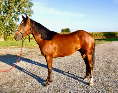 HorseID: 2305037 HB REYDAY BOON - PhotoID: 1102495