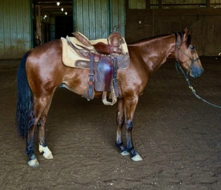 HorseID: 2305037 HB REYDAY BOON - PhotoID: 1102496