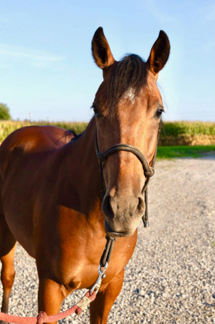 HorseID: 2305037 HB REYDAY BOON - PhotoID: 1102497