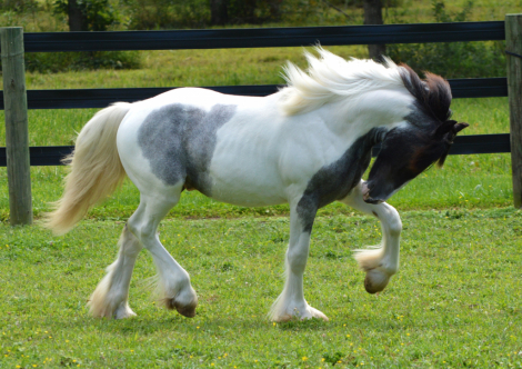 HorseID: 2305400 CHESTNUT OAK'S INDIGO BLUE - PhotoID: 1097867