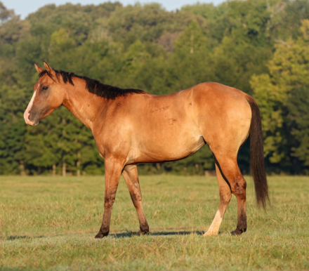 HorseID: 2305448 GINGER - PhotoID: 1099036