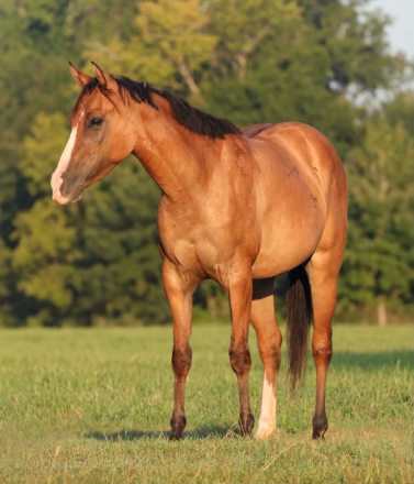 HorseID: 2305448 GINGER - PhotoID: 1099037