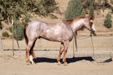 HorseID: 2305450 CRIMSON - PhotoID: 1099629
