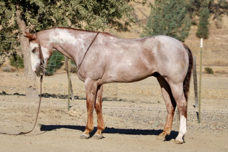 HorseID: 2305450 CRIMSON - PhotoID: 1099630