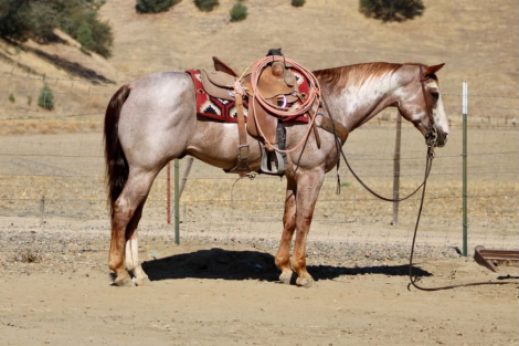 HorseID: 2305450 CRIMSON - PhotoID: 1099631