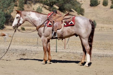 HorseID: 2305450 CRIMSON - PhotoID: 1099632