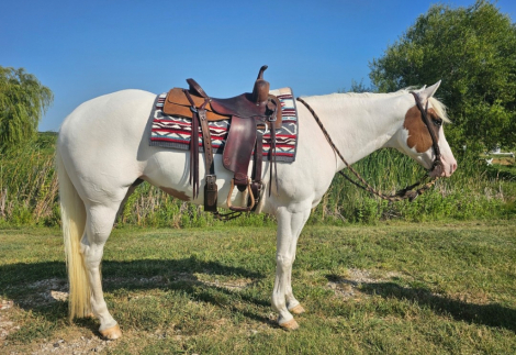 HorseID: 2305454 LOOK N FOR A SPOT - PhotoID: 1101092
