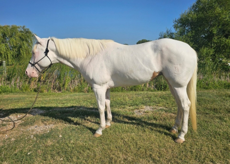 HorseID: 2305454 LOOK N FOR A SPOT - PhotoID: 1101094