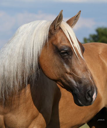 HorseID: 2305572 SPEEDIN N DRIFTN - PhotoID: 1089053