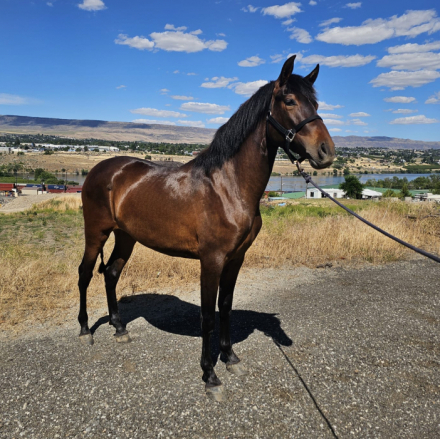 HorseID: 2305678 Duquesa_AJ - PhotoID: 1105784